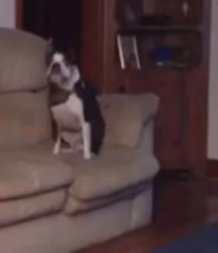 ideas for vine - Shoot with your pets